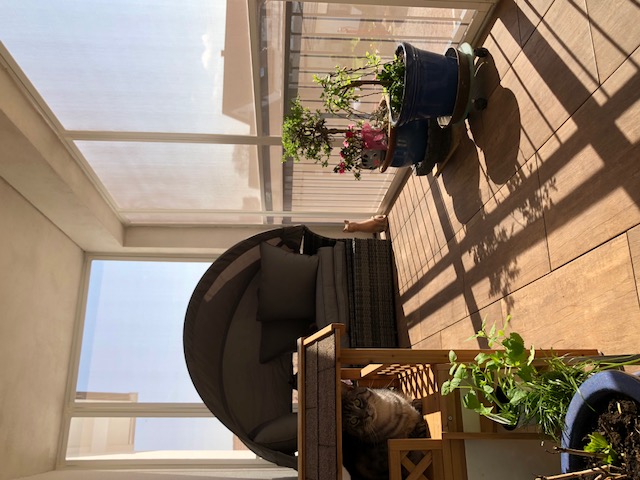 Auch ein Wintergarten kann zu einer Katzen Voliere werden ! Siegel Insektenschutz Katzen VoliereImage